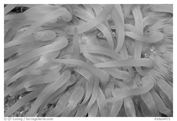 Sea Anemone detail, Alaska Sealife center. Seward, Alaska, USA (black and white)