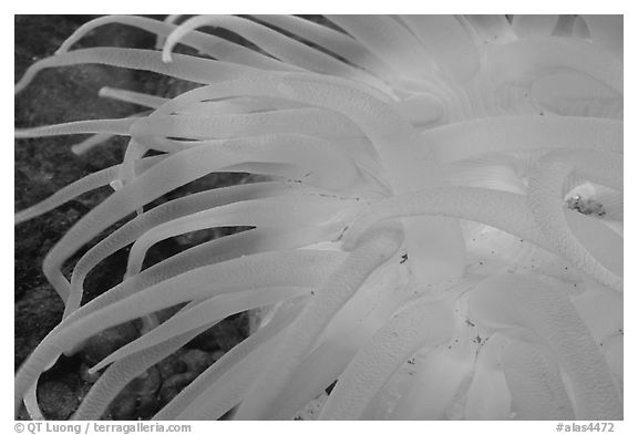 Sea Anemone detail, Alaska Sealife center. Seward, Alaska, USA (black and white)