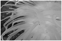 Sea Anemone detail, Alaska Sealife center. Seward, Alaska, USA ( black and white)