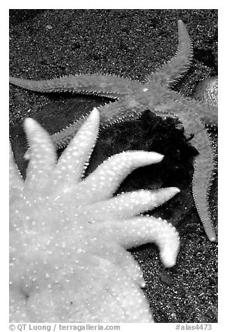 Sea Anemone and star fish, Alaska Sealife center. Seward, Alaska, USA (black and white)