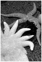 Sea Anemone and star fish, Alaska Sealife center. Seward, Alaska, USA ( black and white)