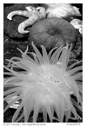 A variety of tide pool creatures, Alaska Sealife center. Seward, Alaska, USA (black and white)