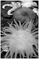 A variety of tide pool creatures, Alaska Sealife center. Seward, Alaska, USA ( black and white)