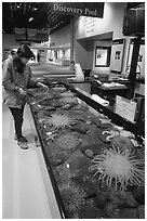 Tourist checks tidepool exhibit, Alaska Sealife center. Seward, Alaska, USA (black and white)