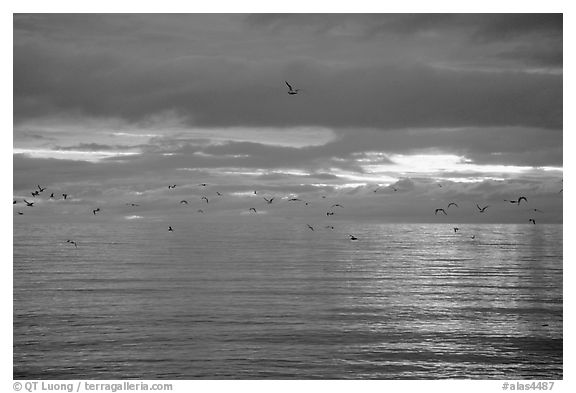 Katchemak Bay. Homer, Alaska, USA (black and white)
