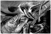 Salmon freshly caught. Homer, Alaska, USA (black and white)