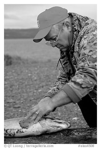 Fisherman preparing a salmon freshly caught in the Fishing Hole. Homer, Alaska, USA