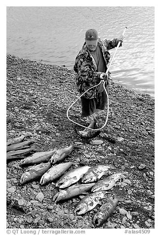 Fisherman laying out on shore salmon. Homer, Alaska, USA (black and white)