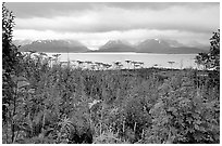 Ketchemak Bay and Kenai Mountains with a foreground of autunm grasses. Homer, Alaska, USA ( black and white)