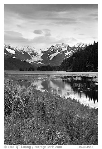 Autumn grasses and mountains reflected in a pond near Portage. Seward Highway, Kenai Peninsula, Alaska, USA (black and white)