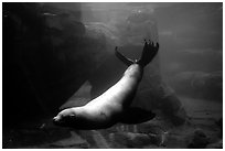 Northern Sea Lion, Alaska Sealife center. Seward, Alaska, USA (black and white)