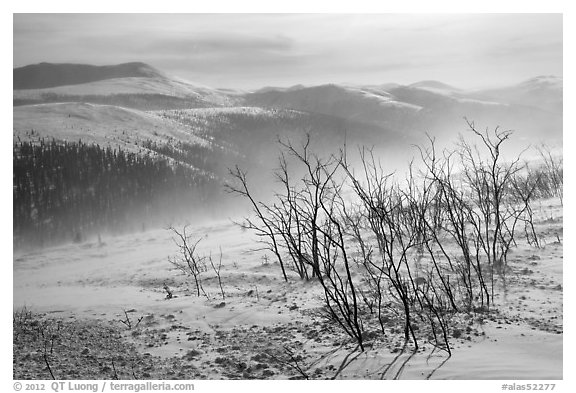 Bare shrubs and spindrift, Twelve Mile Summmit. Alaska, USA