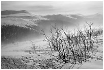 Bare shrubs and spindrift, Twelve Mile Summmit. Alaska, USA ( black and white)