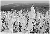 Trees plastered in snow. Alaska, USA (black and white)