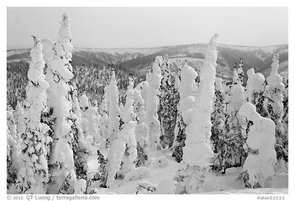 Forest plastered in snow. Alaska, USA (black and white)