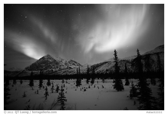 Aurora Borealis above Arctic Boreal Forest. Alaska, USA (black and white)