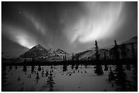 Aurora Borealis above Arctic Boreal Forest. Alaska, USA ( black and white)