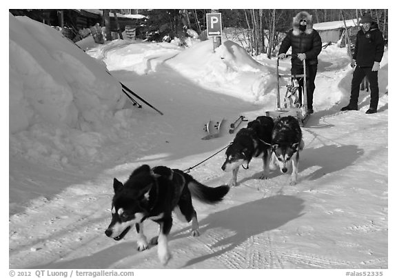 Dog mushing from parking lot. Wiseman, Alaska, USA