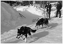 Dog mushing from parking lot. Wiseman, Alaska, USA ( black and white)