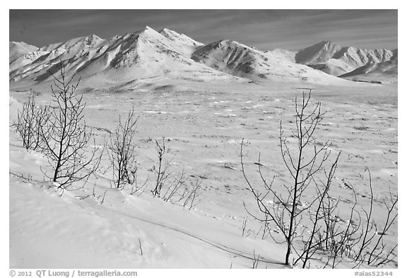 Shrubs and Arctic Mountains in winter. Alaska, USA (black and white)