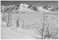 Shrubs and Arctic Mountains in winter. Alaska, USA (black and white)