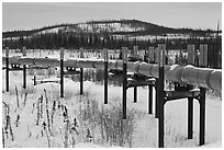 Trans Alaska Pipeline in winter. Alaska, USA ( black and white)