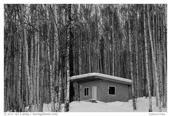 Cabin amongst bare aspen trees. Alaska, USA (black and white)