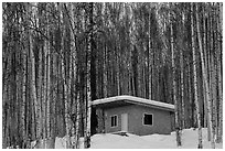 Cabin amongst bare aspen trees. Alaska, USA ( black and white)