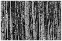 Bare aspen tree trunks. Alaska, USA (black and white)