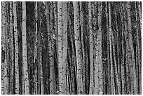 Bare aspen tree trunks. Alaska, USA ( black and white)