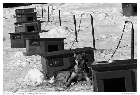 Row of doghouses with dogs names. North Pole, Alaska, USA (black and white)