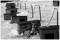 Row of doghouses with dogs names. North Pole, Alaska, USA (black and white)