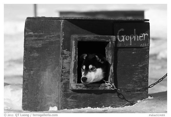 Husky dog peeking out of doghouse. North Pole, Alaska, USA