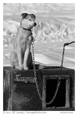 Husky dog sitting on doghouse. North Pole, Alaska, USA (black and white)