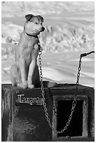Husky dog sitting on doghouse. North Pole, Alaska, USA (black and white)