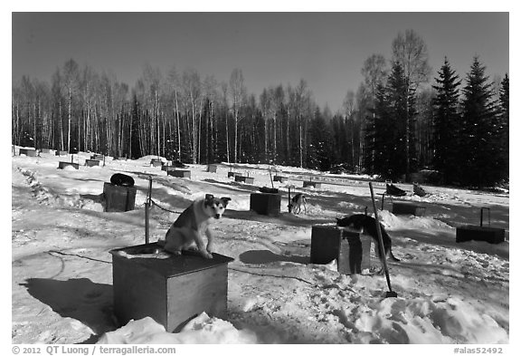 Dogs at mushing camp in winter. North Pole, Alaska, USA (black and white)
