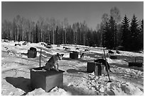 Dogs at mushing camp in winter. North Pole, Alaska, USA (black and white)