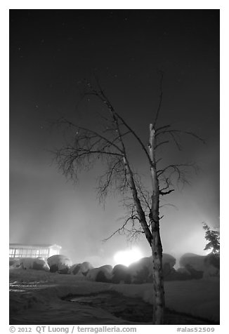 Tree, thermal steam, bathhouse, and stars. Chena Hot Springs, Alaska, USA