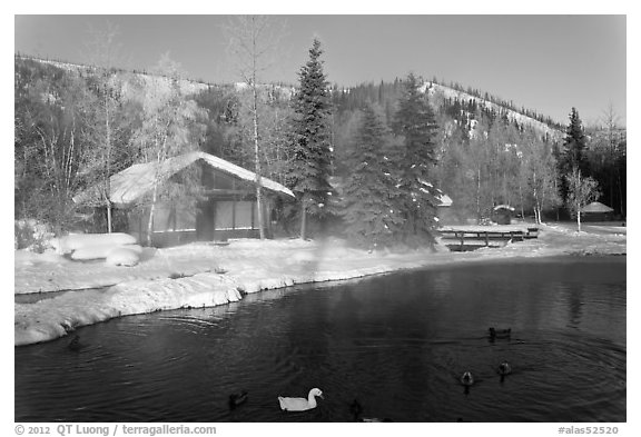 Cabins with swans and ducks in winter. Chena Hot Springs, Alaska, USA (black and white)