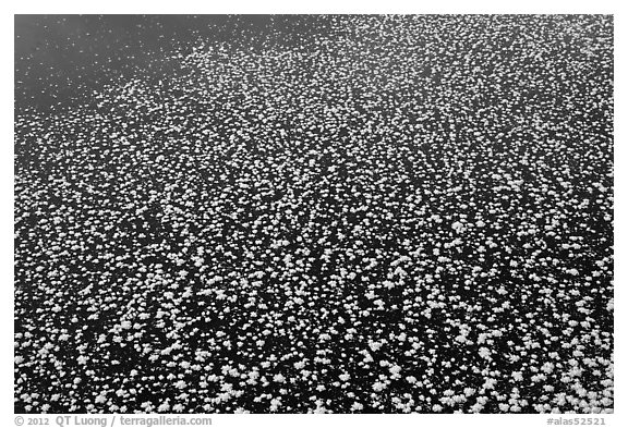 Snow on surface of frozen pond. Chena Hot Springs, Alaska, USA (black and white)