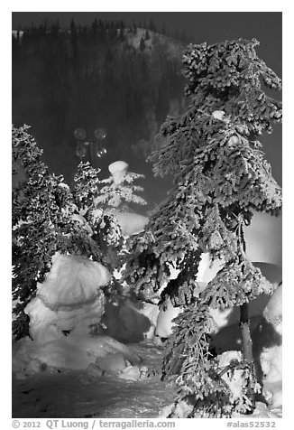 Trees and steam in winter. Chena Hot Springs, Alaska, USA (black and white)