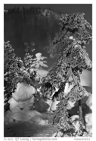 Trees and steam in winter. Chena Hot Springs, Alaska, USA