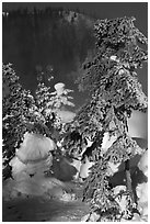 Trees and steam in winter. Chena Hot Springs, Alaska, USA ( black and white)