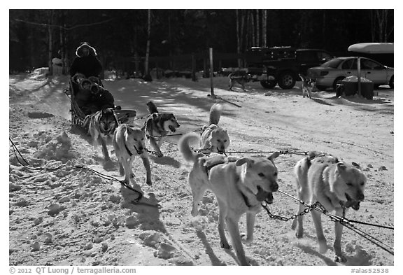 Recreational dog mushing. Chena Hot Springs, Alaska, USA (black and white)