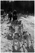 Huskies dogs and sled. Chena Hot Springs, Alaska, USA ( black and white)