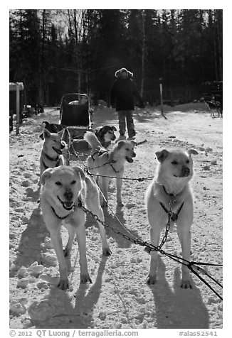 Sled dogs. Chena Hot Springs, Alaska, USA (black and white)