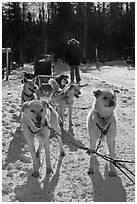 Sled dogs. Chena Hot Springs, Alaska, USA (black and white)