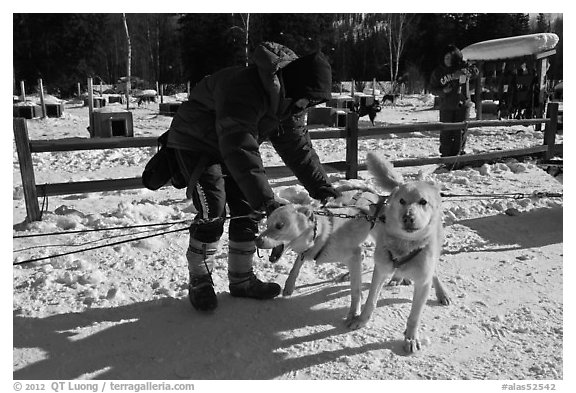 Musher attaching dogs. Chena Hot Springs, Alaska, USA