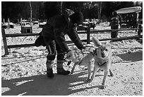 Musher attaching dogs. Chena Hot Springs, Alaska, USA (black and white)