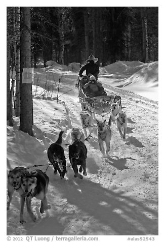 Sled dog team running through curve. Chena Hot Springs, Alaska, USA